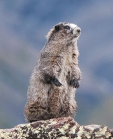 Marmot - Murmeltier