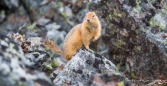 Ground-Squirrel - Erdhörnchen