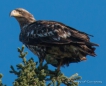 Golden Eagle