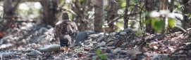 Ptarmigan-Hühner ... oder ohne Zungenbrecher Kragenhühner ;)