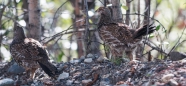 Ptarmigan-Hühner ... oder ohne Zungenbrecher Kragenhühner ;)