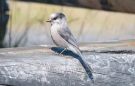 Gray Jay - Meisenhäher