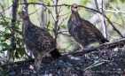 Ptarmigan-Hühner ... oder ohne Zungenbrecher Kragenhühner ;)