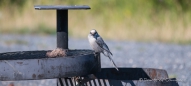 der Gray Jay - Meisenhäher scheint zu fragen ob der Grill für ihn belegt ist ;)