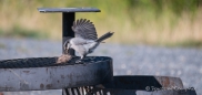 das Grasbüschel wird von dem Gray Jay - Meisenhäher erst einmal angetestet ;)