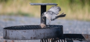 und anscheinend ist das Grasbüschel für den Gray Jay - Meisenhäher bestimmt ;)