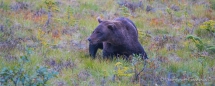 Grizzly auf dem Dempster