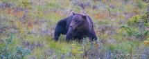 Da wächst unser Respekt gewaltig, bei der Beobachtung dieses tollen Grizzly