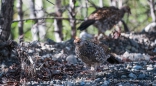 Ptarmigan-Hühner ... oder ohne Zungenbrecher Kragenhühner ;)