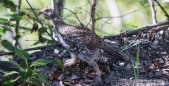 Ptarmigan-Hühner ... oder ohne Zungenbrecher Kragenhühner ;)