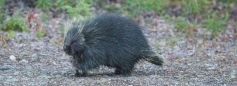 Abendlicher Besuch des Porcupine (Stachelschwein)