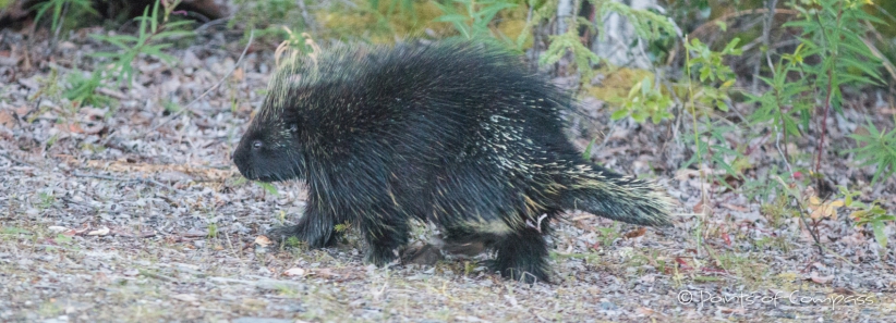 Ein Porcupine macht auf Show