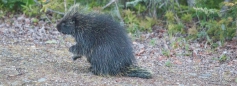 Abendlicher Besuch des Porcupine (Stachelschwein)