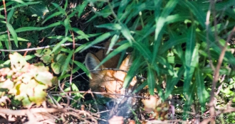 Erholungsphase für den Rotfuchs