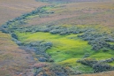 mittendrin in der braun-roten Tundra ... saftiges grün...