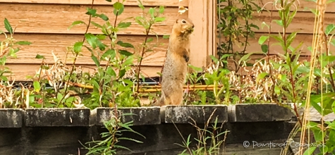 Das Erdhörnchen bereitet sich auf den Winter vor...