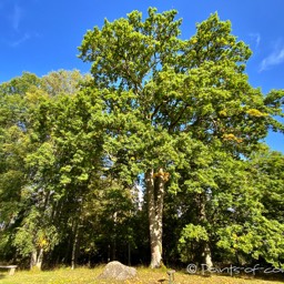 tolle alte Bäume umrahmen die Lichtung im Torpanäsets Naturreservat