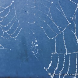 Am Morgen liegt der Nebel tief und hat überall die Spinnweben mit einem Perlennetz aus Tau überzogen