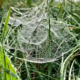 Am Morgen liegt der Nebel tief und hat überall die Spinnweben mit einem Perlennetz aus Tau überzogen