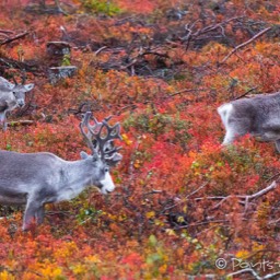 Rentiere in der gefärbten Tundra